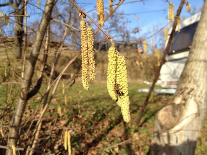 POLEN DE LA ALUN 7DEC 2015