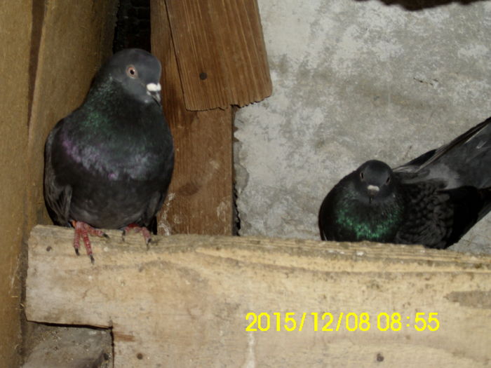 IMG_1303 - Zburător CIUNGI DE PLOIESTI