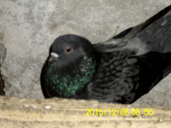 IMG_1302 - Zburător CIUNGI DE PLOIESTI