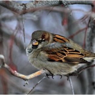 673510_2cee7cbc0ce978521682a9b1aae99abc_mdsq - BIRDS