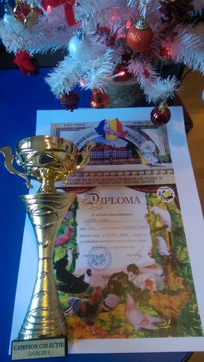 CAMPION NATIONAL COLECTIE VIENEZ GRI - PREMII SI TITLURI OBTINUTE