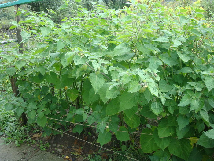 Physalis peruviana  L. 1763.