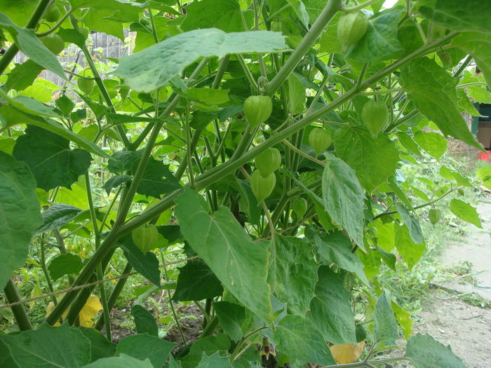 Physalis peruviana  L. 1763. - Physalis peruviana