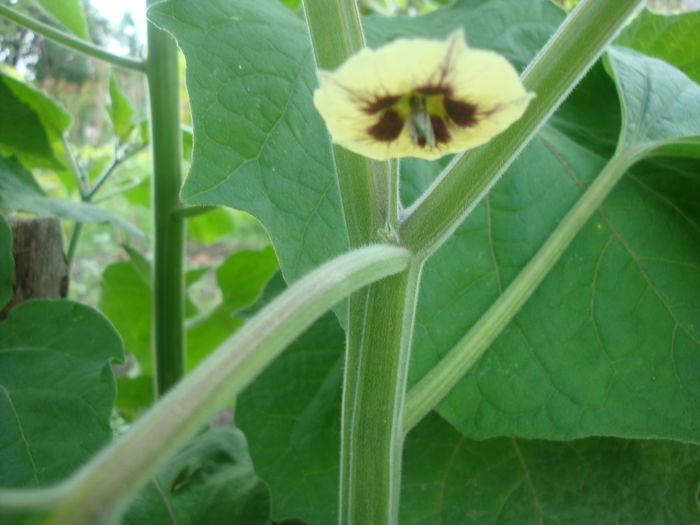 Physalis peruviana  L. 1763.