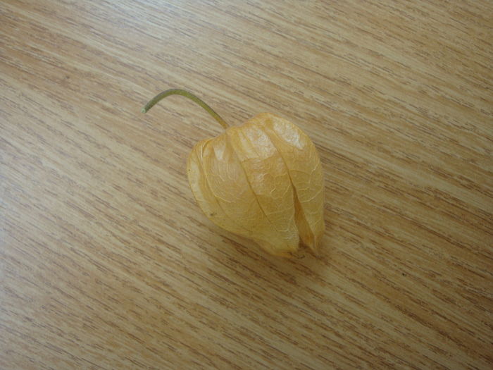 Physalis peruviana  L. 1763.