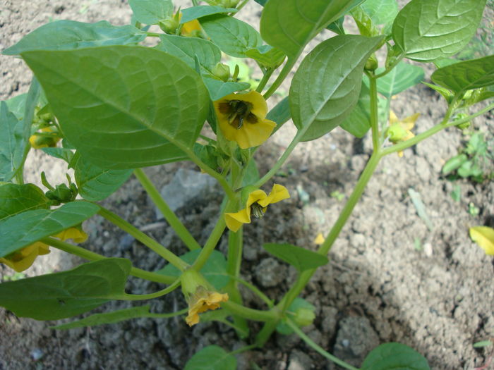 Physalis philadelphica Lam. 1786. - Physalis philadelphica