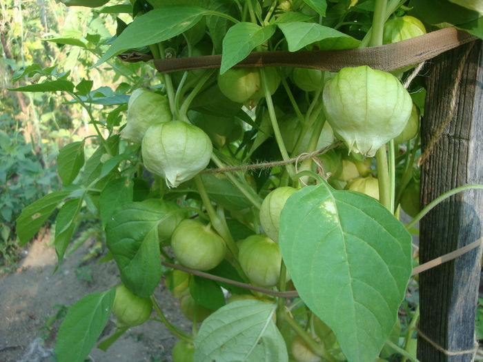 Physalis philadelphica Lam. 1786. - Physalis philadelphica