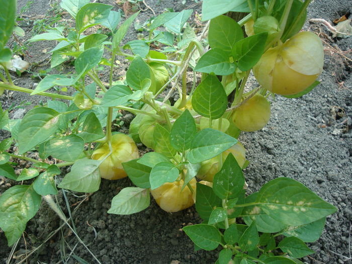 Physalis philadelphica Lam. 1786. - Physalis philadelphica