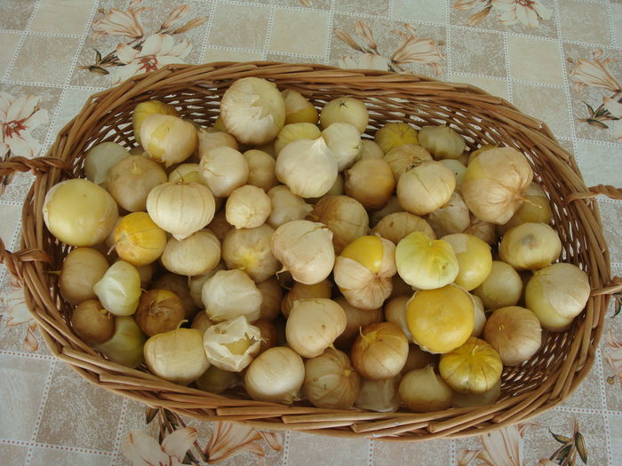 Physalis philadelphica Lam. 1786.