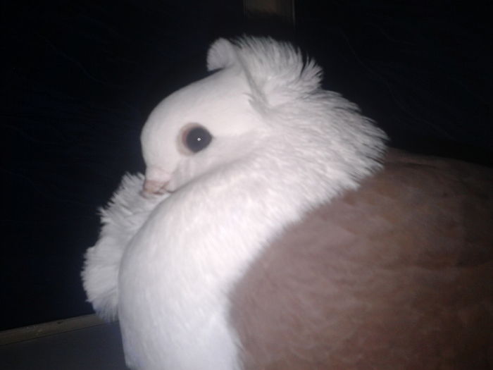 Lugoj 2015-Mascul 2015