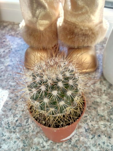 ??? - CACTUSI rog identificare