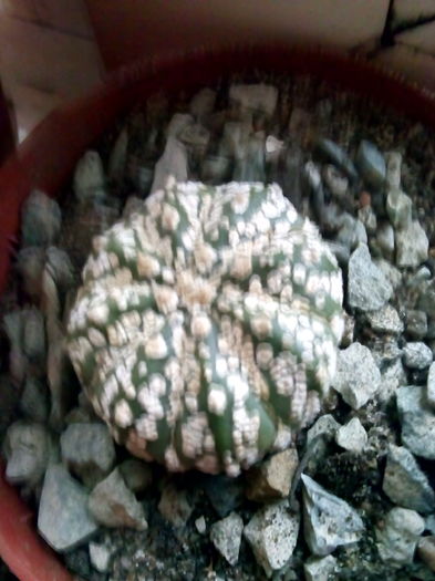 astro asterias superkabuto - CACTUSI rog identificare
