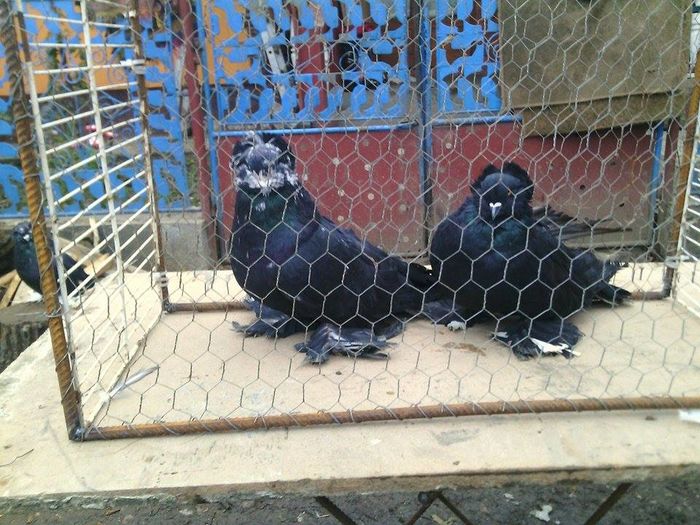 12336142_920254768053884_224920228_n