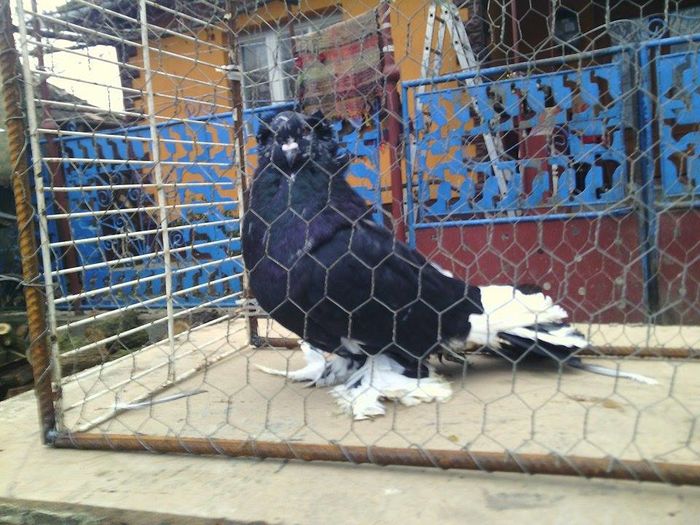 12324892_920254898053871_1431207500_n