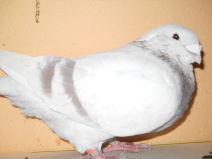 MASCUL  ARGINTIU 2014 FOTO 2