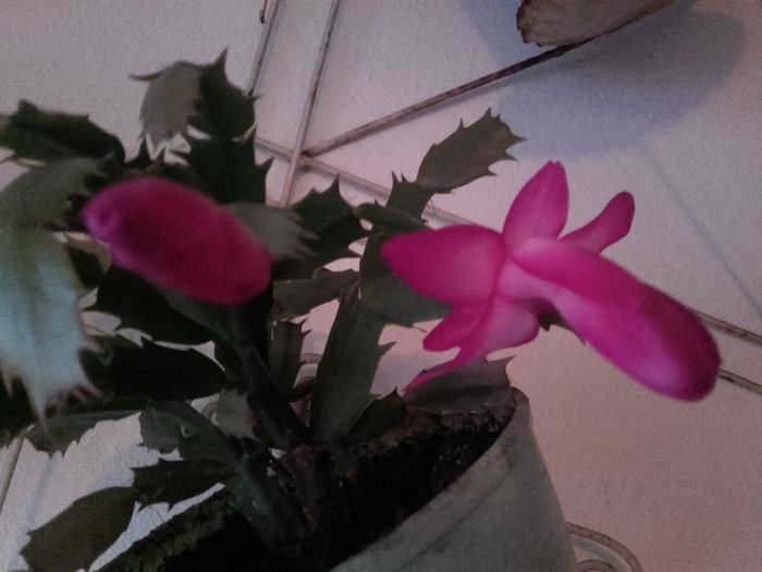 20151207_165717 - Schlumbergera