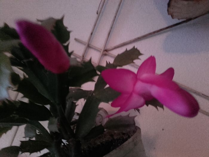 20151207_165744 - Schlumbergera