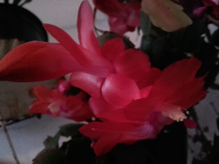 20151207_165811 - Schlumbergera