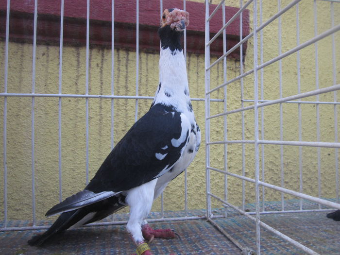 IMG_2723[1] - Carieri