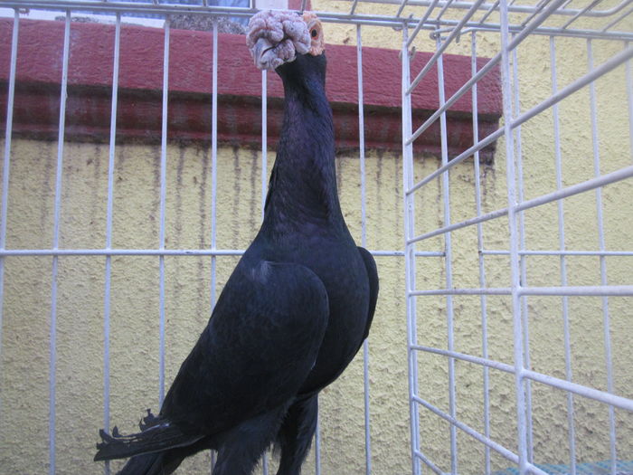 IMG_2730[1] - Carieri