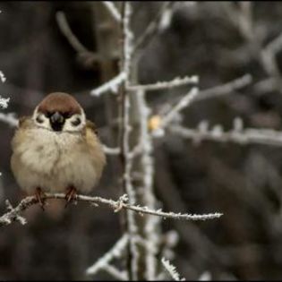 673601_da4f6c0a023e36739b4986a2300d7bd4_mdsq - BIRDS