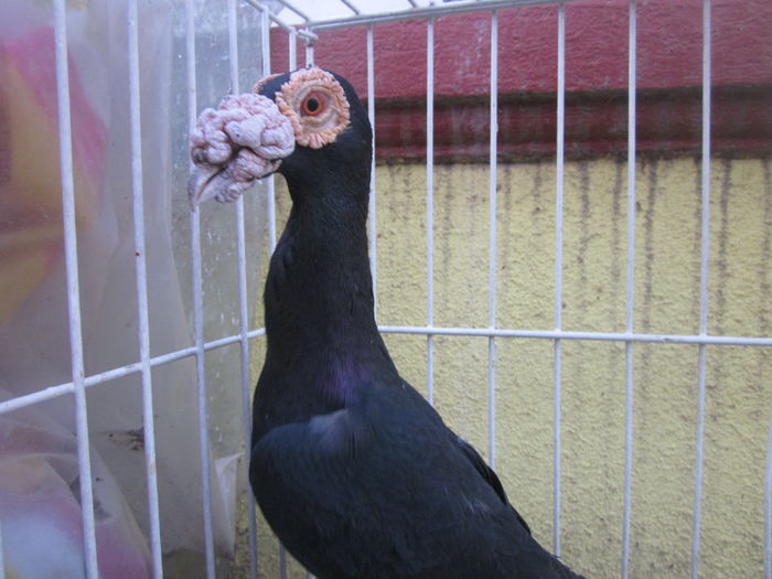 IMG_2731[1] - Carieri