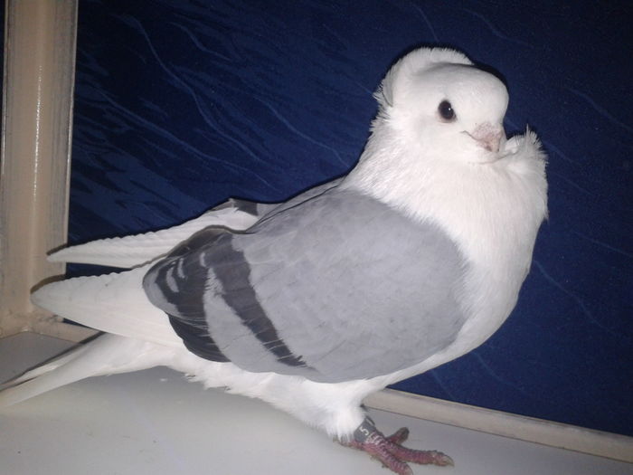 Dublu Campion National -Suceava 2014-Lugoj 2015