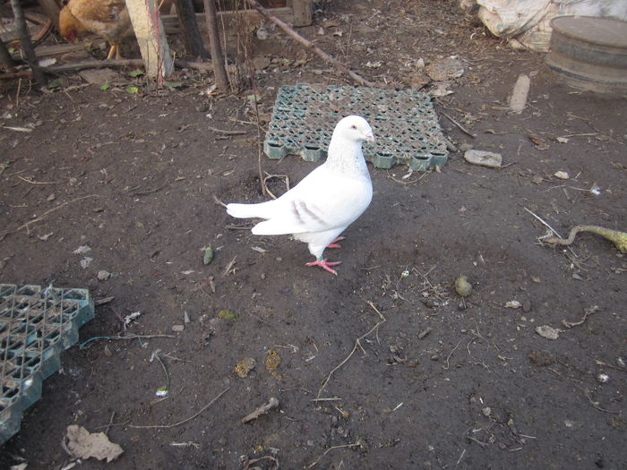 IMG_2727[1] - Voiajori standard argintii