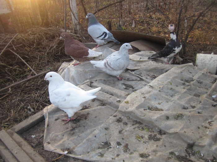 IMG_2728[1] - Voiajori standard argintii