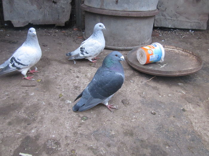 IMG_2729[1] - Show Racer