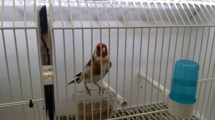 noua achiziție; Un mascul deosebit
