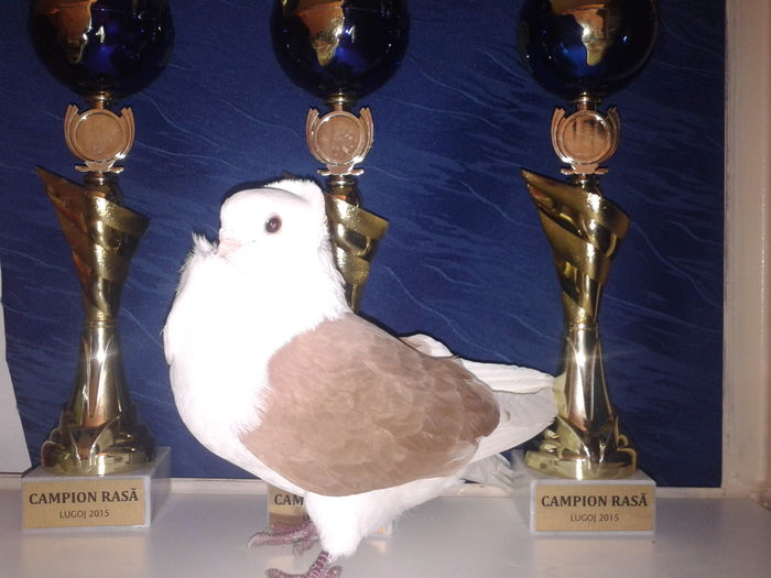 Mascul 2010 - reprodus in crescatoria domnului Pop Cornel