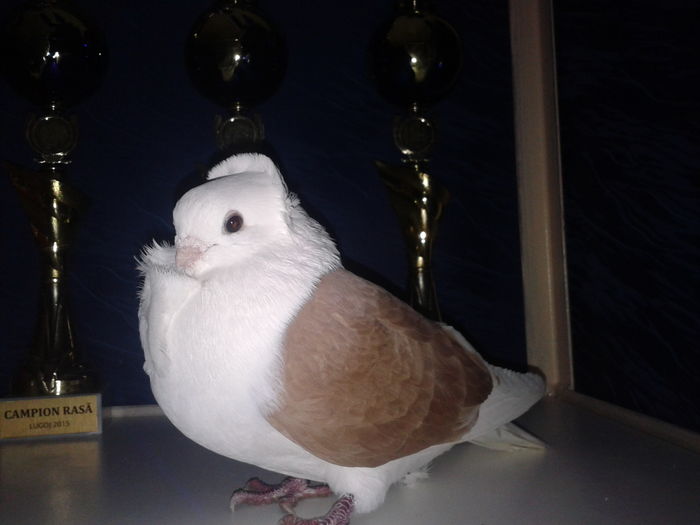 Mascul 2010 - reprodus in crescatoria domnului Pop Cornel