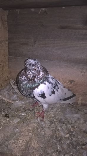 WP_20151208_20_33_07_Pro - 20 PORUMBEI VANDUTI