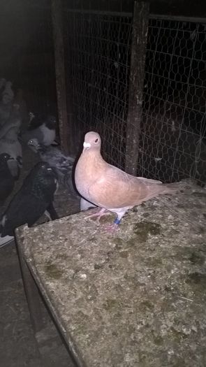 WP_20151208_20_40_26_Pro