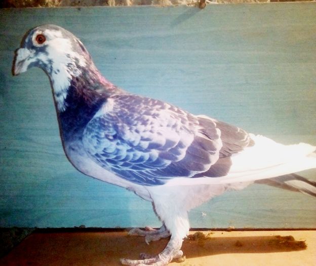2001 - Porumbeii mei