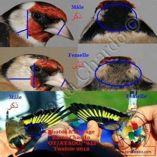 12046739_10205105172412490_2300831254859620035_n - DiFeReNtA dInTr e MaScUl Si FeMeLa StIcLeTi