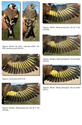 3127e46 - DiFeReNtA dInTr e MaScUl Si FeMeLa StIcLeTi