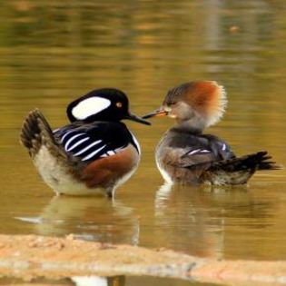 673698_32cc43b7aaa192422291fe99289edc2c_mdsq - BIRDS