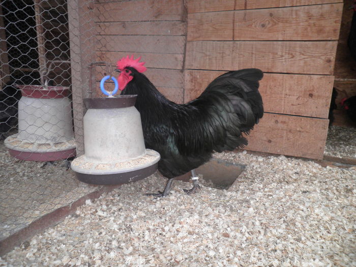 PC090001 - Australorp-CAMPION NATIONAL Lugoj dec 2015