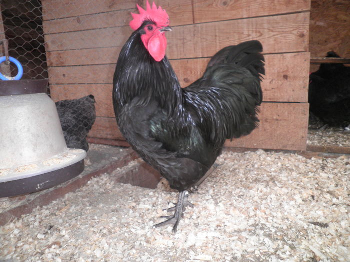 PC090021 - Australorp-CAMPION NATIONAL Lugoj dec 2015