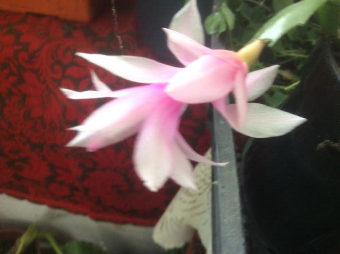 image - diverse plante de camera