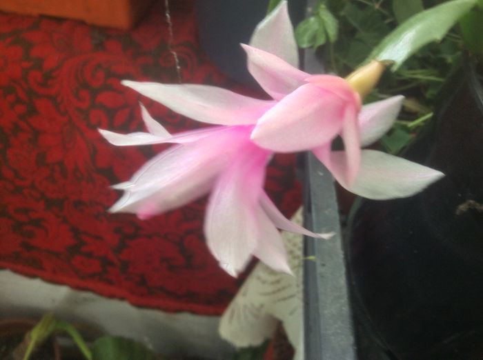 image - diverse plante de camera