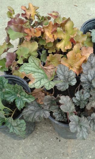 20151209_153545[1] - HEUCHERA primavara 2017