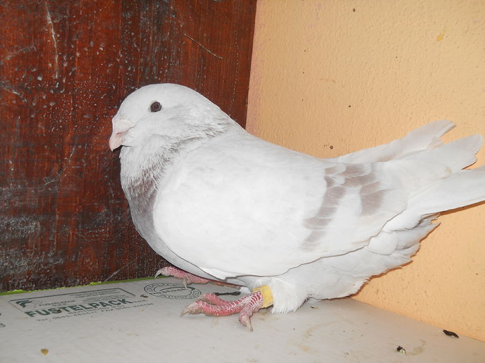 MASCUL  ARGINTIU 2014 FOTO 2