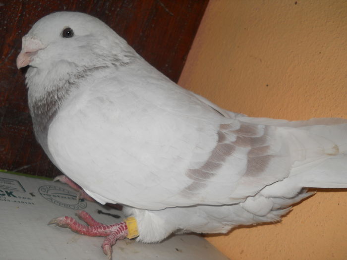MASCUL  ARGINTIU 2014  FOTO 2