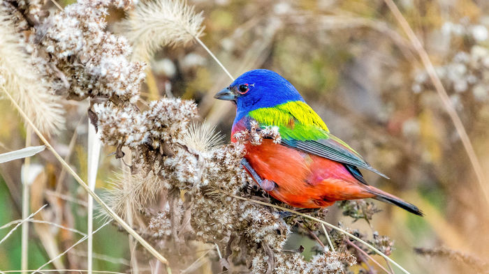  - FRUMUSETI  MONDIALE