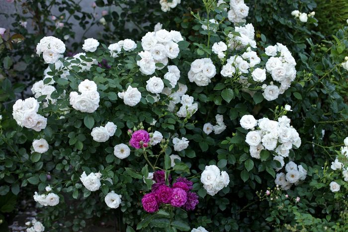 Aspirin Rose - 2016 Gradina rozelor