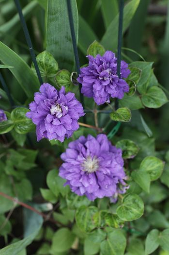 IMG_0288 - 1 Clematite 2015