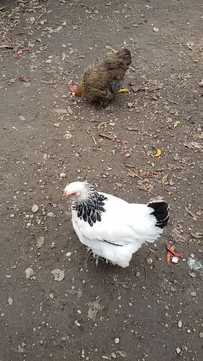 20151206_121156